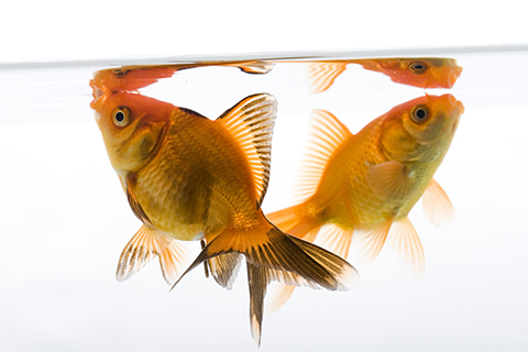 Establishing Your Brand on College Campuses