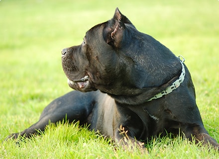 Bark Collars: Do They Work?