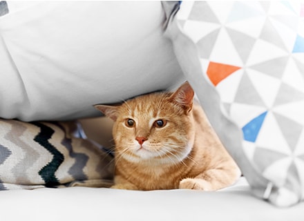 Deciphering Your Cat’s Language